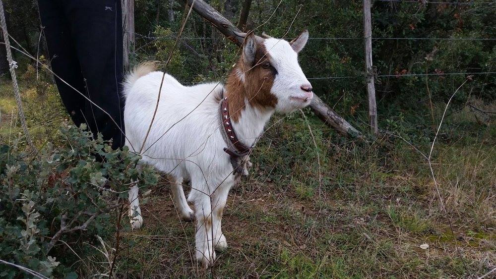 La ferme et ses animaux