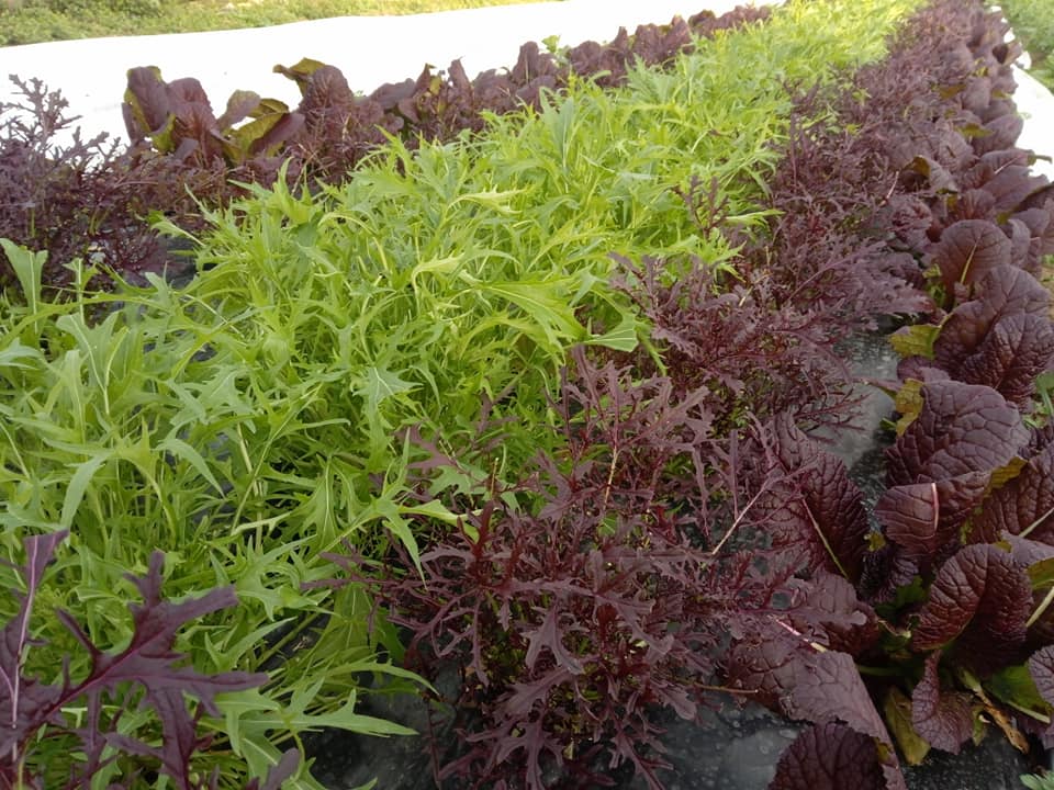 Mescun et salades bio